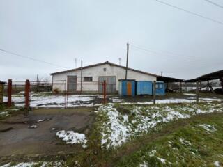 Свиноферма 600 м2