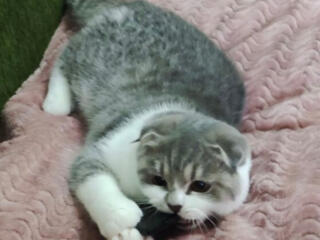 Недорого! Чистокровный шотландский котик Scottish fold!