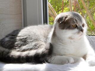 Чистокровный шотландский котик Scottish fold.