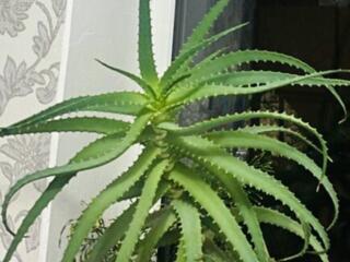 Aloe Vera