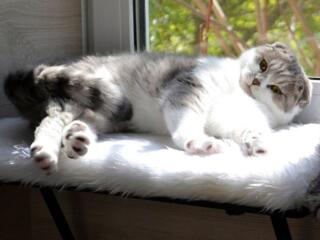 Чистокровный шотландский котик Scottish fold!