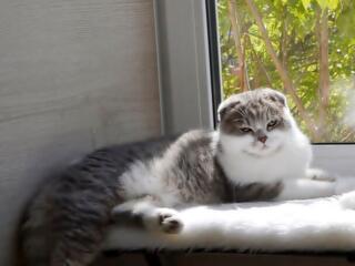 Чистокровный шотландский котик Scottish fold!