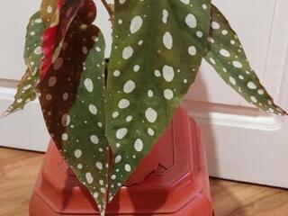 Бегонии 80 сортов с доставкой.