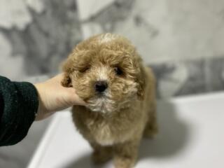 Maltipoo F1 mini/ Мальтипу ф1 мини