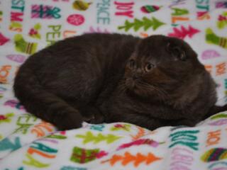 Молодой чистокровный шотландский котик Scottish fold!