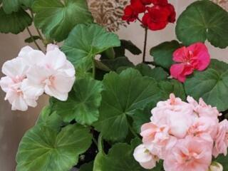 В наличии комнатные растения более 300 сортов. Доставим бесплатно.