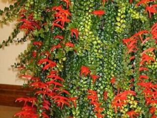 Колумнея, руэлия доставим