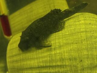 Продам молодых анциструсов и вуалехвостов.