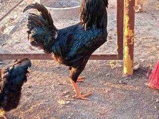 Леггорн, Ливенские, Фавероль, Орловские (ситцевые и черные)