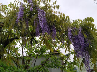 Глицинию Блю Мун. Wisteria – Вистерия.