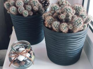 Кактус, горшки (двойное дно). Центр.