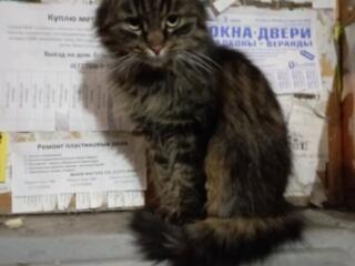 Отдамся в добрые руки
