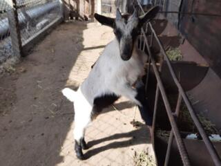 Альпийские козлята