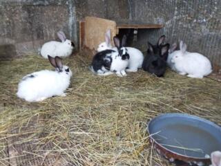 Мясо кроликов, свежемороженое, свежее....