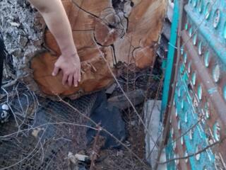 Продам бревна акации по 2 метра цена договорная