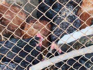 Домашние яйца