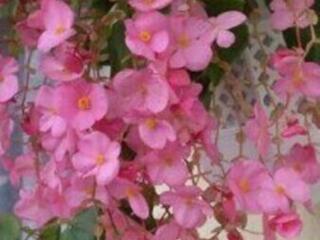 Ампельные бегонии 15 сортов с доставкой.