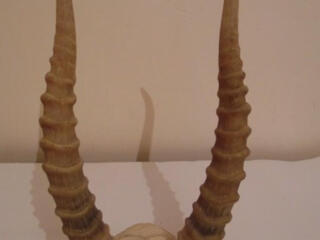 Компания Meridian Trade КУПИТ РОГА САЙГАКА / Voi cumpăra coarne saiga