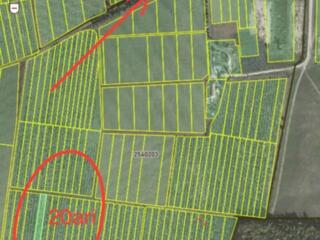 Vand teren agricol 50 ari extravilanul sat. Saseni rl. Calarasi