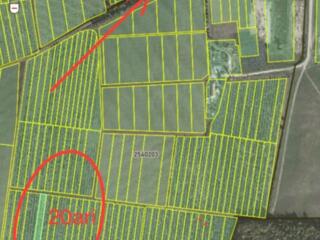 Vanzare teren agricol 50 ari sat. Saseni Călărași