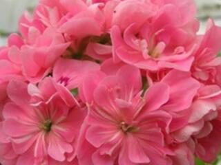 Плющелистная пеларгония более 20 сортов. Доставим