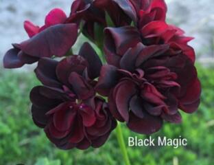 Плющелистная пеларгония более 20 сортов. Доставим