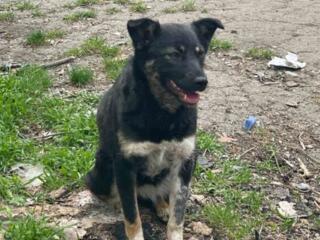 Отдам в самые добрые руки