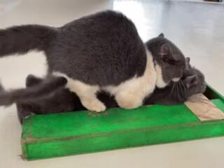 Тренажёр для вязки кошек Прочный и надёжный,