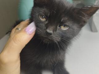 Отдам в добрые руки