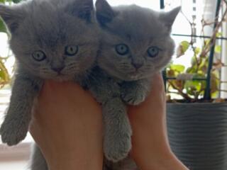 Шотландские котята