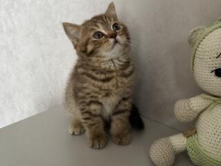 Шотландский котенок