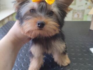 Продам щенков