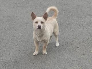 Спасите песика!!! Срочно - В добрые руки!