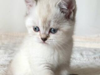 Шотландский прямоухий котенок, девочка. Родилась 3 марта