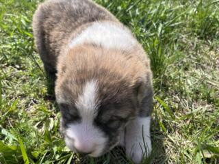 Алабай щенок