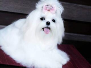 Кукольные щенки мальтезе