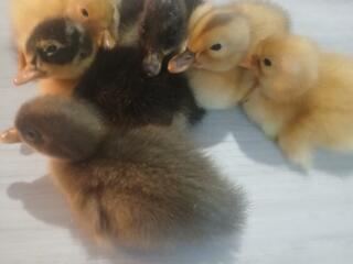 Продам утят 20р.