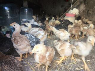 Продам цыплят подрощенных