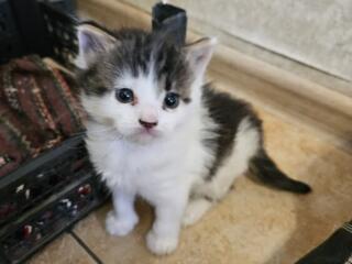 Отдам котят в хорошие руки