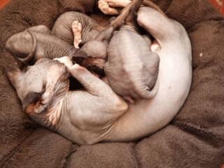 Котята канадский сфинкс