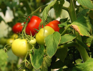 Дачный участок, в Тирасполе.