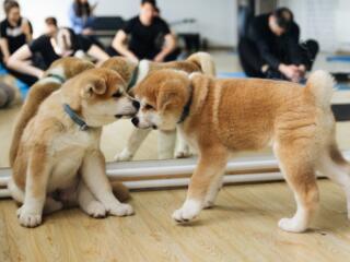 Akita-inu Акита-ину