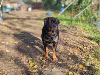 Ротвейлер вязка