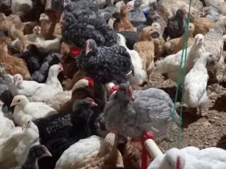 Продаётся цыплята