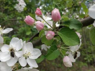 Холостой парень, 46 лет/1,82/95. Познакомлюсь для создания семьи.