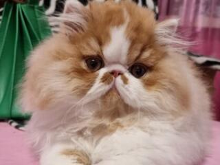 Персидские котята