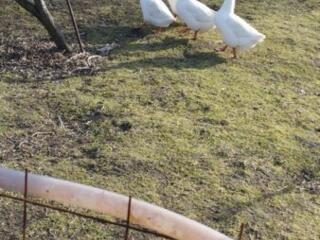 Продам живым весом.