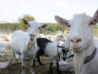 Продаю дойных коз