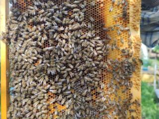 Продам пчёлосемьи, отводки