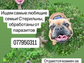 В добрые руки бульдожки